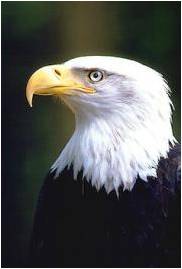 Eagle Symbolism